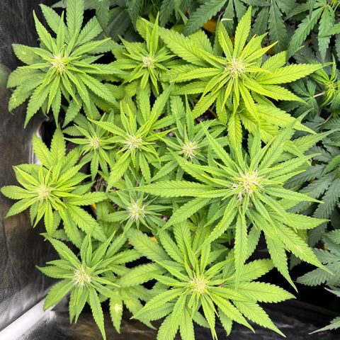 Critical Orange Punch growlog timeline photo