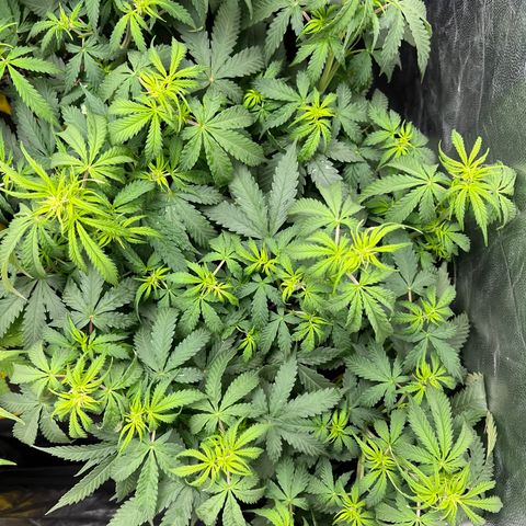 Gorilla Gelato growlog timeline photo