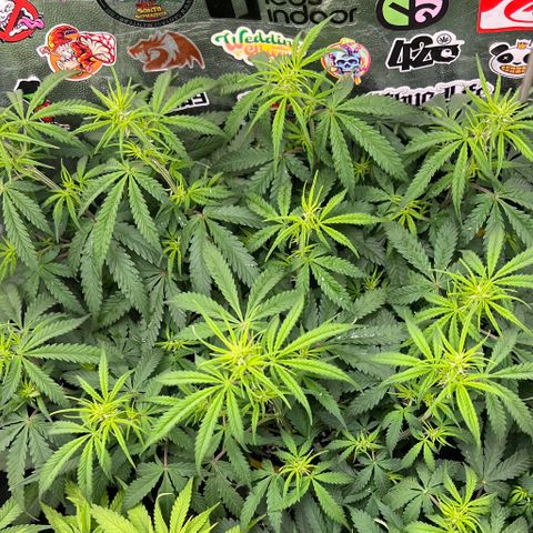 Gorilla Gelato #1 growlog timeline photo