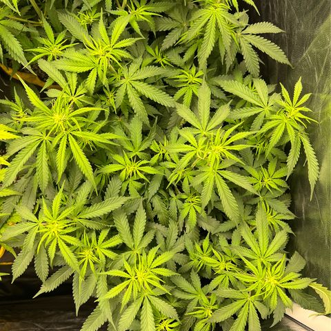 Gorilla Gelato growlog timeline photo