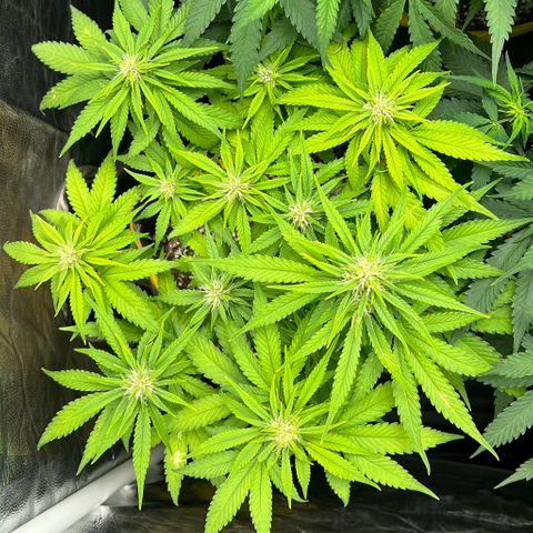 Critical Orange Punch growlog timeline photo