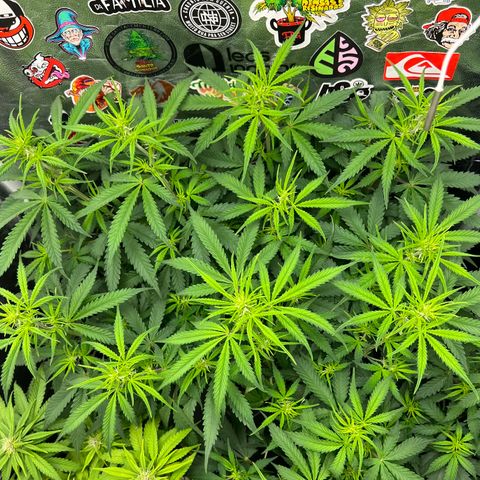 Gorilla Gelato #1 growlog timeline photo