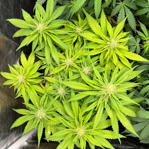 Critical Orange Punch growlog timeline photo