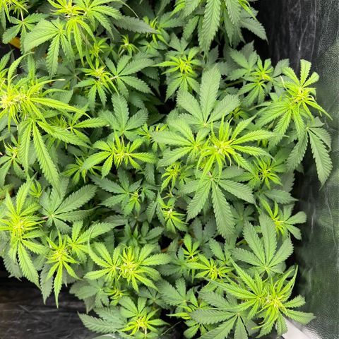 Gorilla Gelato growlog timeline photo