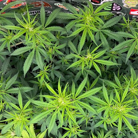 Gorilla Gelato #1 growlog timeline photo