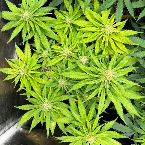 Critical Orange Punch growlog timeline photo