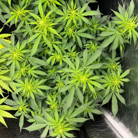 Gorilla Gelato growlog timeline photo