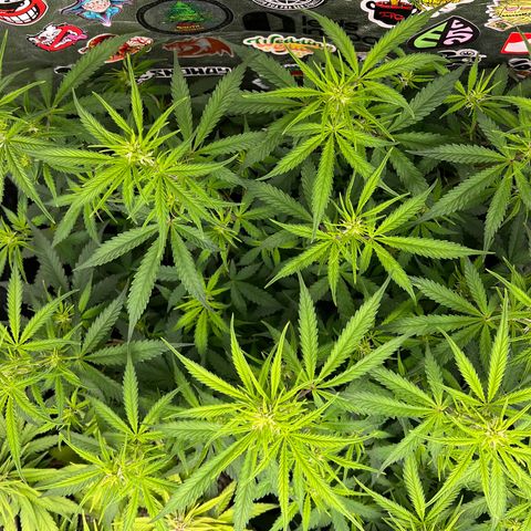 Gorilla Gelato #1 growlog timeline photo