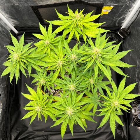 Critical Orange Punch growlog timeline photo