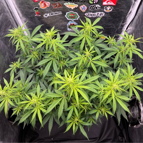 Gorilla Gelato #1 growlog timeline photo