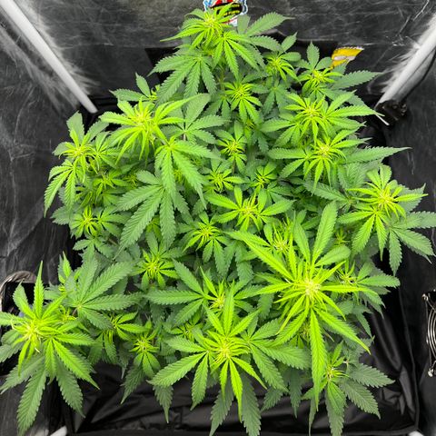 Gorilla Gelato growlog timeline photo