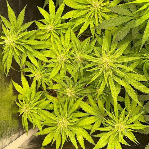 Critical Orange Punch growlog timeline photo