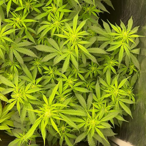 Gorilla Gelato growlog timeline photo