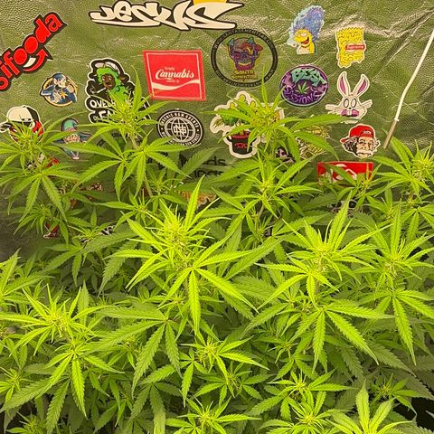 Gorilla Gelato #1 growlog timeline photo