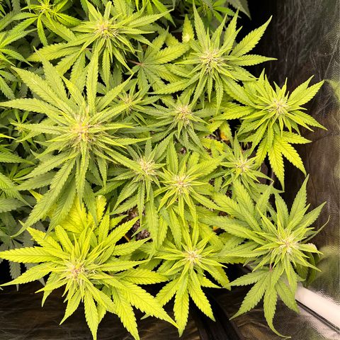 Critical Orange Punch growlog timeline photo