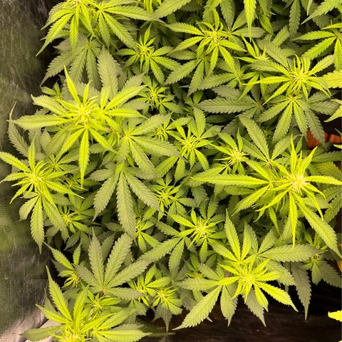 Gorilla Gelato growlog timeline photo