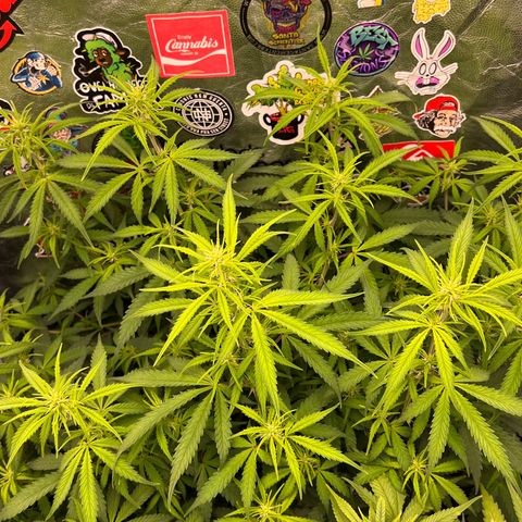 Gorilla Gelato #1 growlog timeline photo