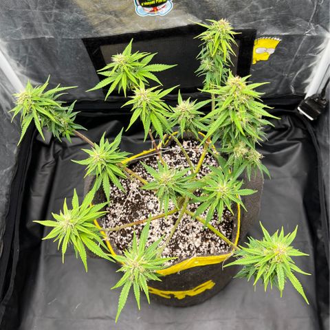Critical Orange Punch growlog timeline photo