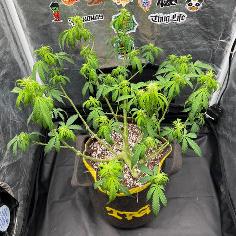 Gorilla Gelato growlog timeline photo