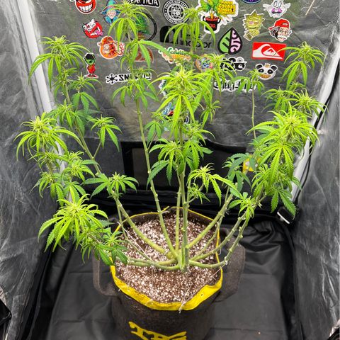 Gorilla Gelato #1 growlog timeline photo