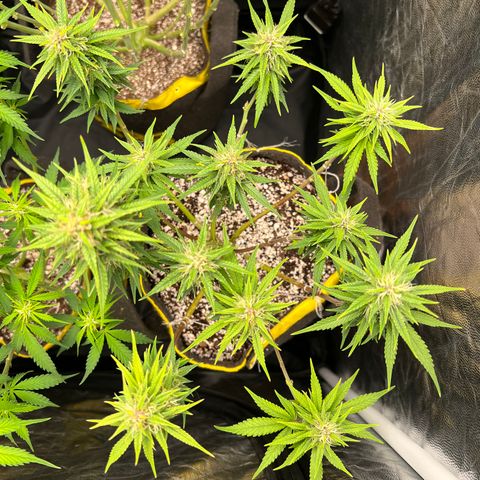 Critical Orange Punch growlog timeline photo