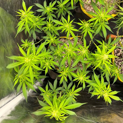 Gorilla Gelato growlog timeline photo