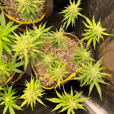 Critical Orange Punch growlog timeline photo