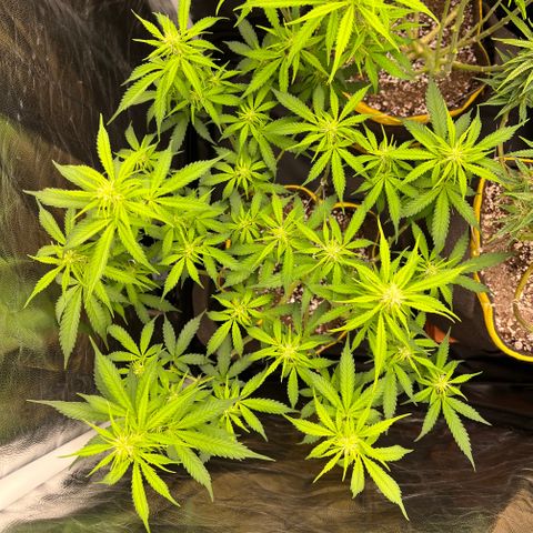 Gorilla Gelato growlog timeline photo
