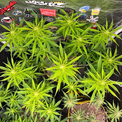 Gorilla Gelato #1 growlog timeline photo