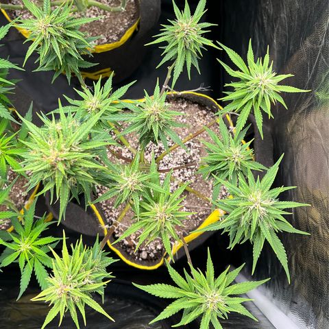 Critical Orange Punch growlog timeline photo
