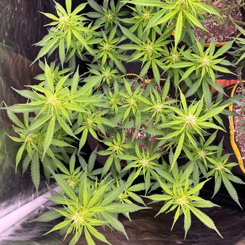 Gorilla Gelato growlog timeline photo