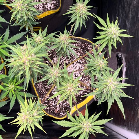 Critical Orange Punch growlog timeline photo