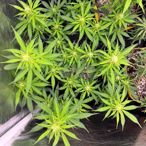 Gorilla Gelato growlog timeline photo
