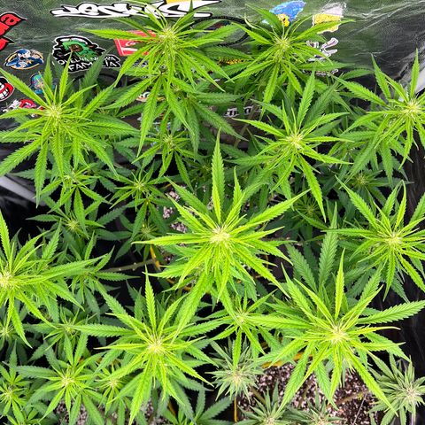 Gorilla Gelato #1 growlog timeline photo