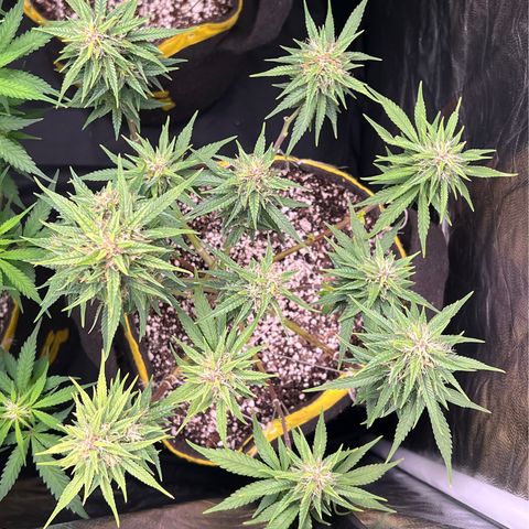 Critical Orange Punch growlog timeline photo