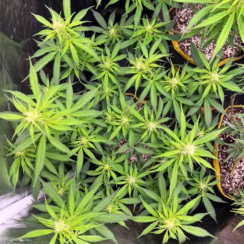 Gorilla Gelato growlog timeline photo