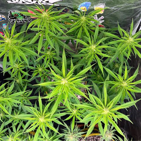Gorilla Gelato #1 growlog timeline photo