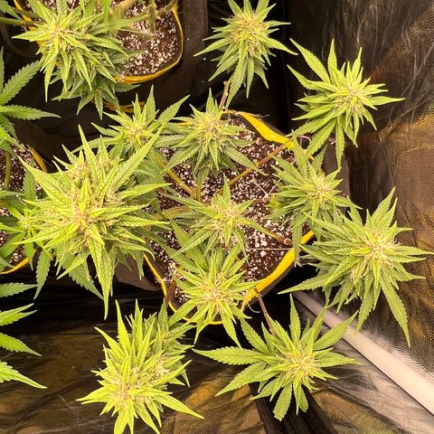 Critical Orange Punch growlog timeline photo