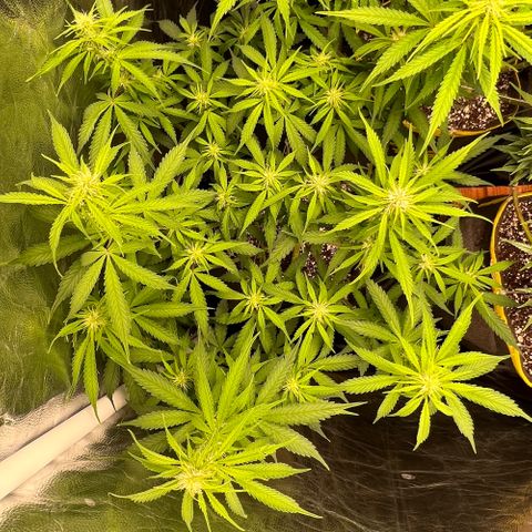 Gorilla Gelato growlog timeline photo