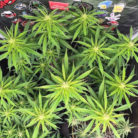 Gorilla Gelato #1 growlog timeline photo