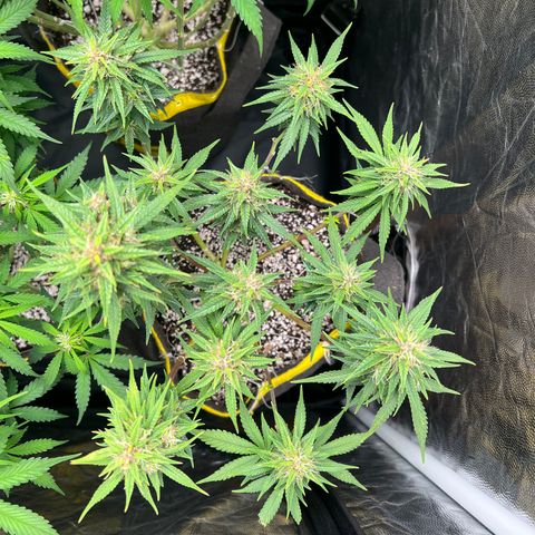 Critical Orange Punch growlog timeline photo