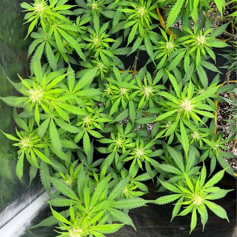 Gorilla Gelato growlog timeline photo