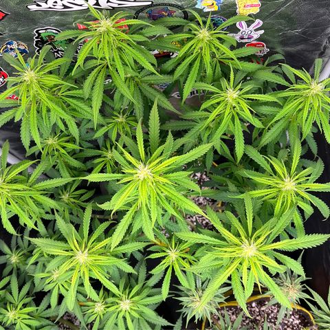Gorilla Gelato #1 growlog timeline photo