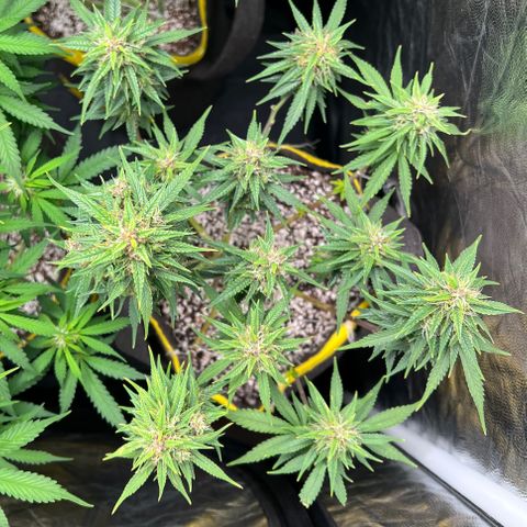 Critical Orange Punch growlog timeline photo