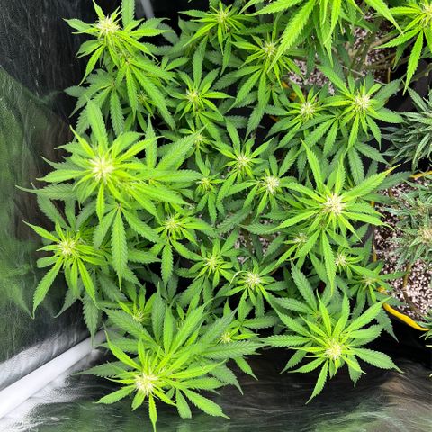 Gorilla Gelato growlog timeline photo