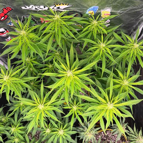 Gorilla Gelato #1 growlog timeline photo