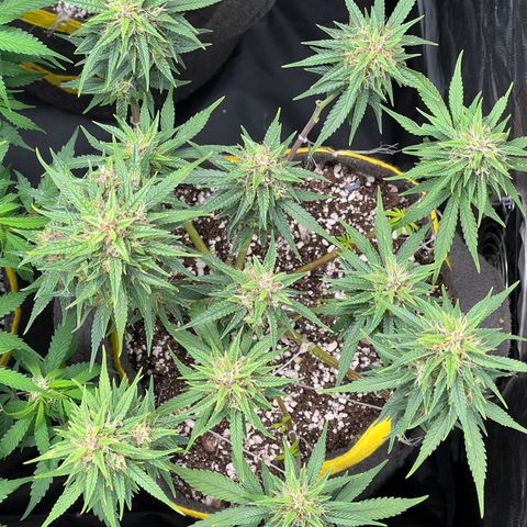 Critical Orange Punch growlog timeline photo