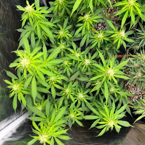 Gorilla Gelato growlog timeline photo