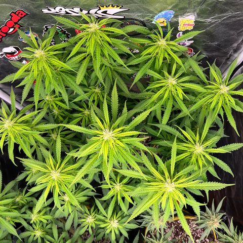 Gorilla Gelato #1 growlog timeline photo