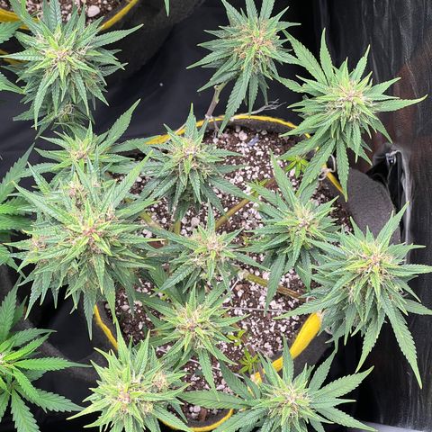 Critical Orange Punch growlog timeline photo